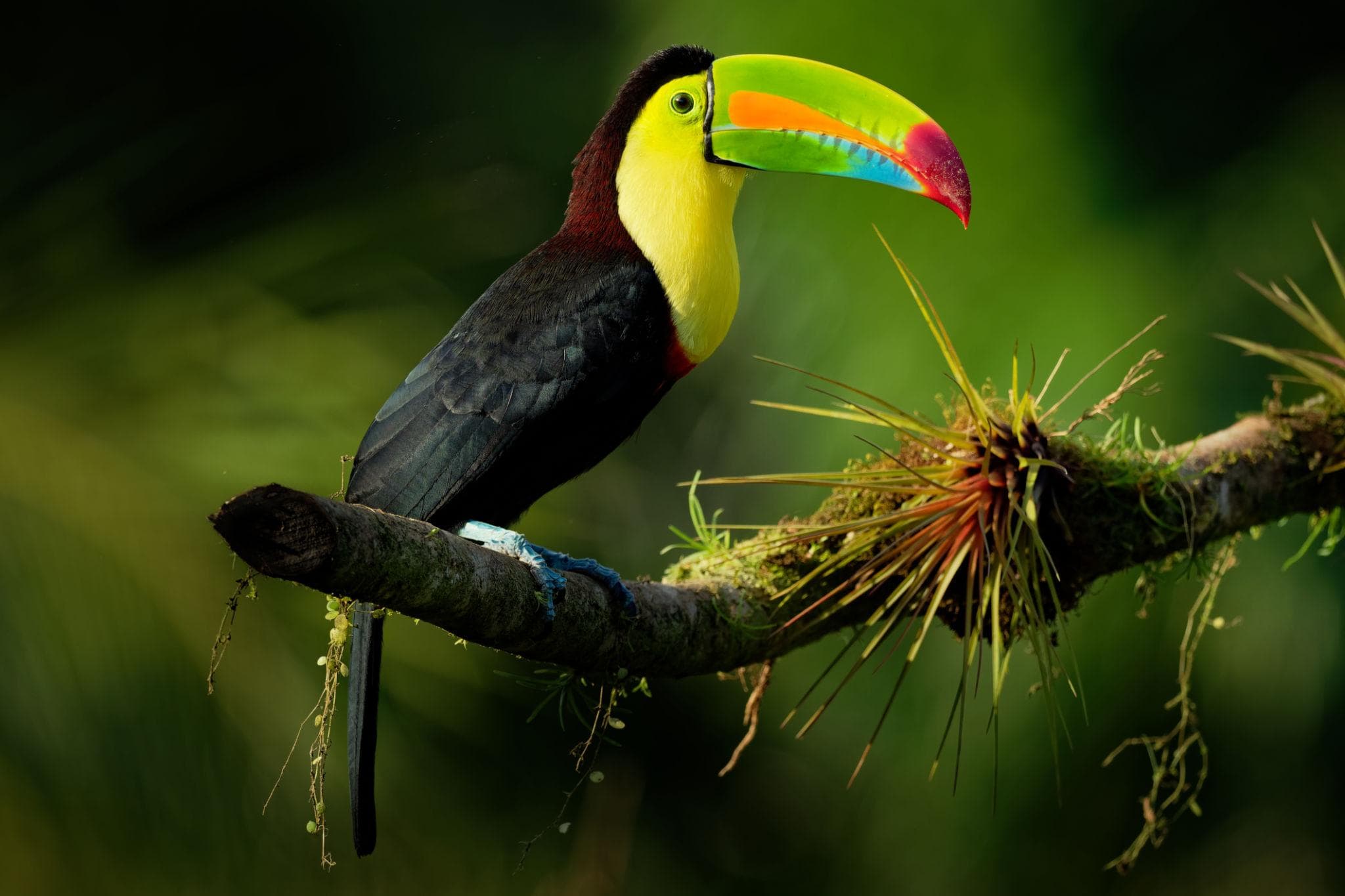 The 11 Most Beautiful Birds on Earth