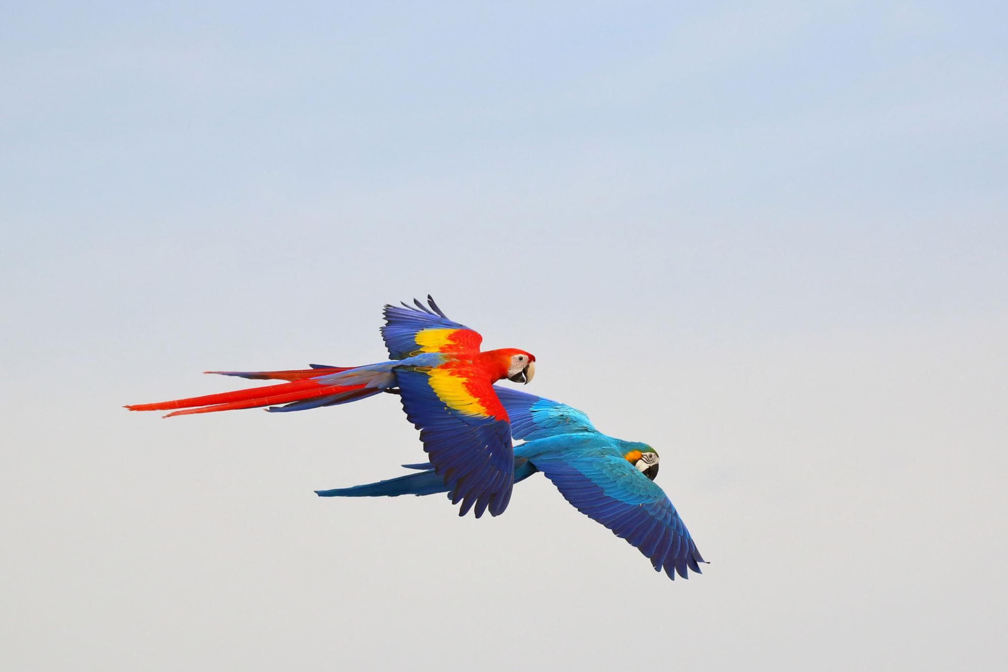 The 13 Smartest Animals on Earth